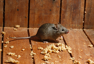 Средство от крыс и других грызунов. Как прогнать вредителей с участка?
