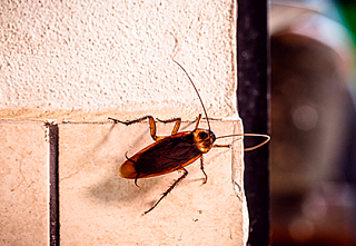 Тараканы в квартире, и как от них избавиться.